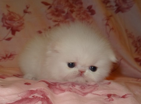 Chastelle Persians - Available Kittens