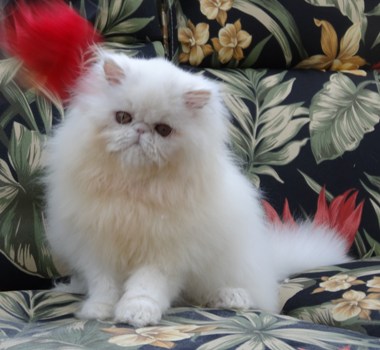 Chastelle Persians - Available Kittens